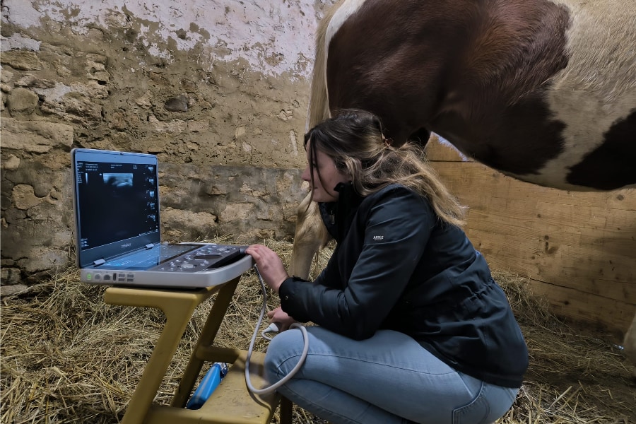 Médecine équine, soins aux chevaux