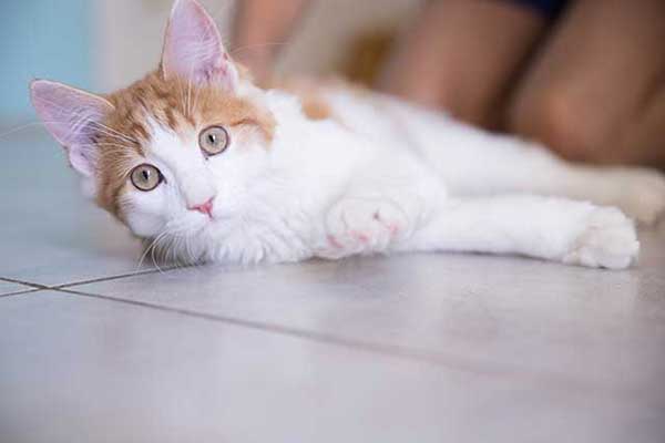Titou