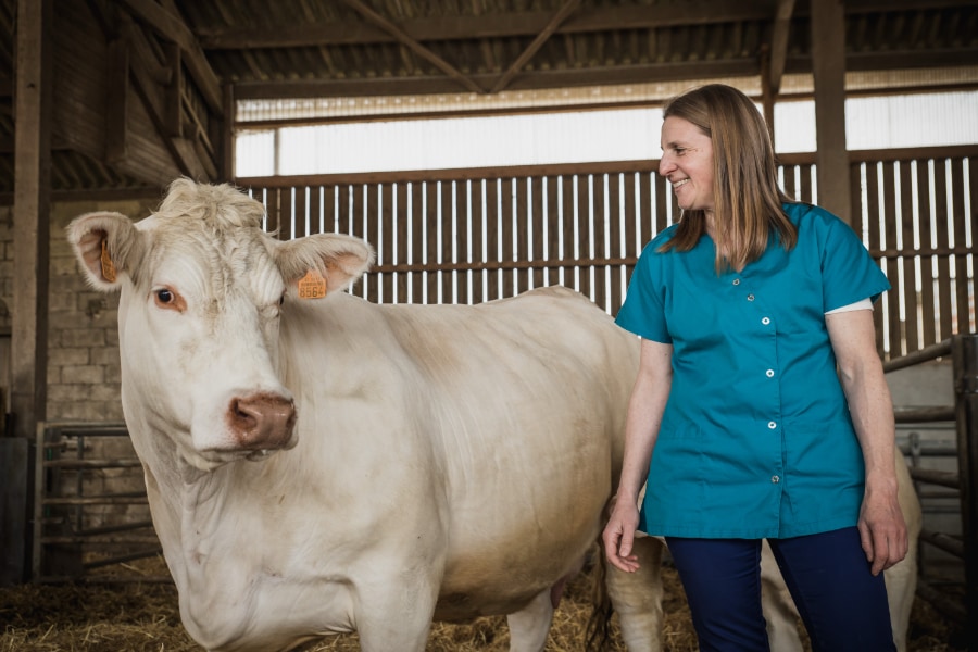 Médecine rurale, vétérinaire auprès d’une vache charolaise