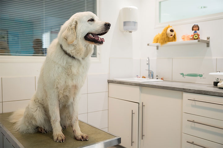 Consultation d’un chien