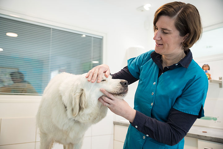 Examen d’un animal